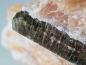 Preview: Fluorapatite XL